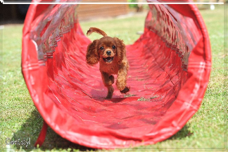 Agility Juno