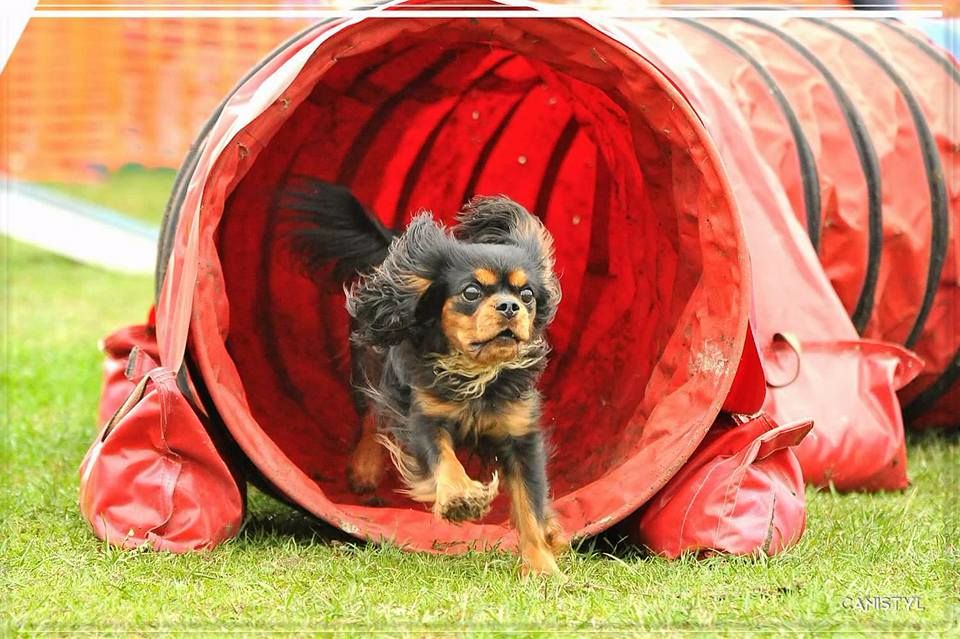 Agility Lucky